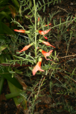 Sutherlandia frutescens RCP5-10 080.jpg